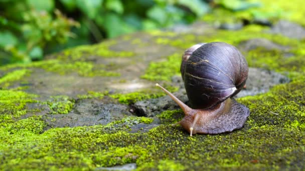 Big Snail Shell Crawling Moss Summer Day Garden Arusha Tanzania — Stock Video