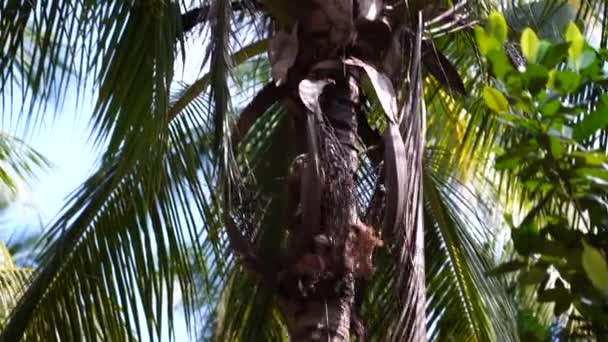 Trained Monkey Breaking Coconuts Palm Tree Island Koh Phangan Thailand — стоковое видео