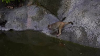 Wild monkey family on rock with pond near city Da Nang, Vietnam. Wild monkeys in the nature
