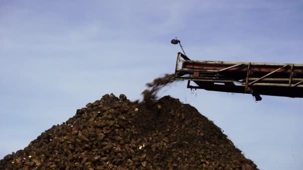 联合收割机起重机输送机卸糖甜菜 耕作农田的收割机 农业设备 起重机输送机将糖甜菜从卡车上卸下至地面 — 图库视频影像
