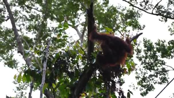 マレーシアのボルネオ島の熱帯雨林で絶滅危惧種のオランウータンが近づいています 自然界のオランウータンのマウス — ストック動画