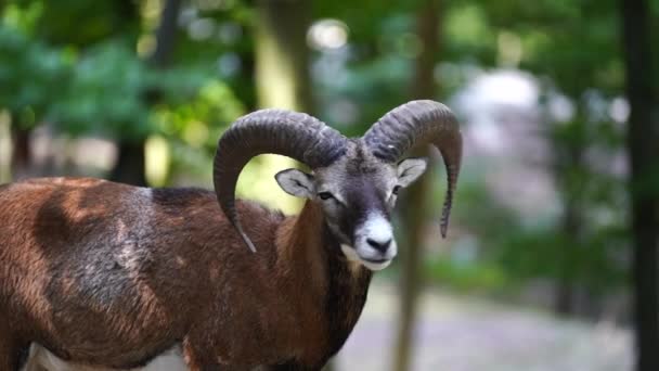 Wild Rams Rest Forest Summer Close Animals Nature Concept Ukraine — Stock Video