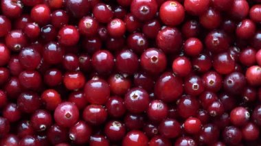 Harvest the red fresh cranberry, close up, top view. Beautiful texture with red berries background, rotate