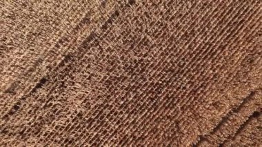 Kuru mısır tarlasında uçuyor, Ukrayna, Avrupa. Güneşli bir günde sonbaharın hava manzarası. Mısır yetiştiriciliği, tarım sektörü