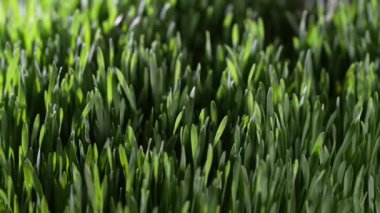 Yeşil filizlenmiş buğday tanelerinin arka planı, yakın plan, dönüyor. Sağlıklı gıda konsepti. Toprakta yetişen genç yeşil buğday bitkileri. Genç buğdayın yeşil yaprakları