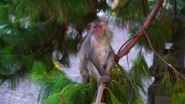 Family Wild Monkeys Coniferous Tree Rainforest City Nang Vietnam Wild — Stock video