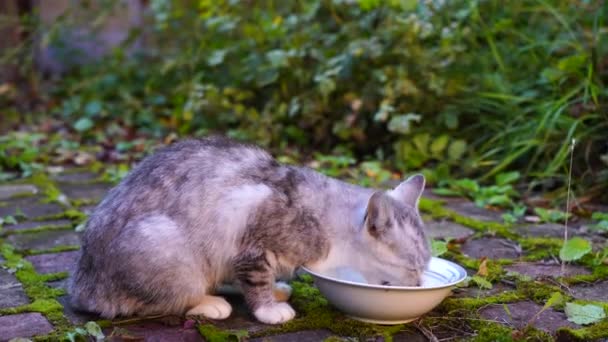 Hungrig Grå Katt Äter Mat Från Tallrik Gården Närbild — Stockvideo