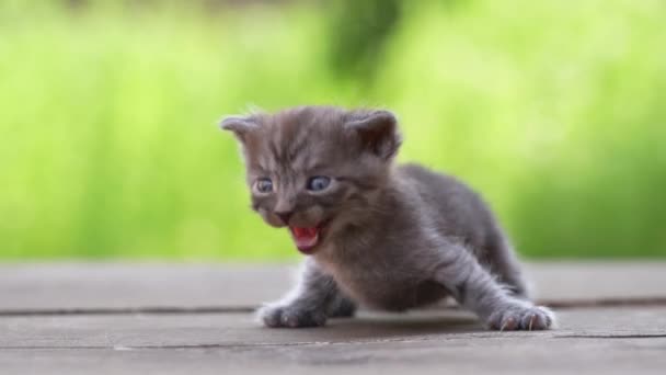 新生児の灰色の子猫が猫を待っている かわいい面白い家のペット 家畜を閉めろ 人生の3週間で子猫 — ストック動画
