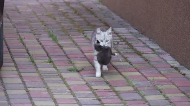 Kot Matka Biegnie Nowonarodzonym Kotkiem Ustach Zewnątrz Kot Matka Niesie — Wideo stockowe