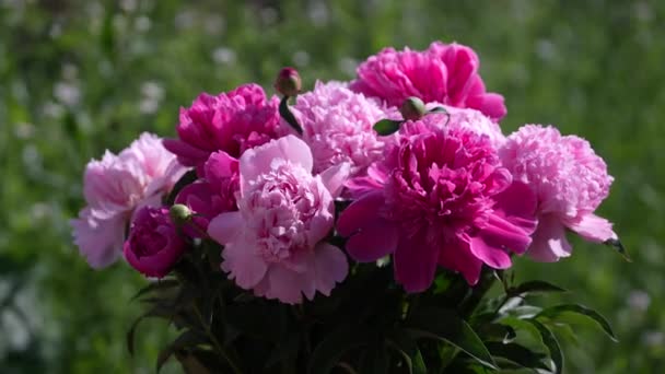 Bahçede Güzel Bir Buket Çiçek Pembe Şakayıklar Ukrayna Rüzgarda Sallanan — Stok video