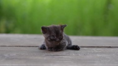 Yeni doğmuş küçük gri kedi yavrusu kediyi bekliyor. Şirin, komik ev hayvanları. Evcil hayvanı kapatın. Yavru kedi üç haftalık.