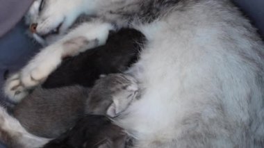 Anne kedi yavrularının yanında. Gözleri kapalı yavru kediler. Hayatlarının ilk gününde anneleriyle kör kedi yavruları. Evcil hayvanı kapatın.