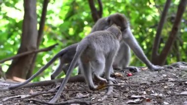 Ubud, Bali, Endonezya 'daki kutsal maymun ormanlarında vahşi maymun ailesi. Maymun orman parkı seyahat yerleri ve Asya 'da maymunların vahşi yaşam ortamında yaşadığı turistik yerler.