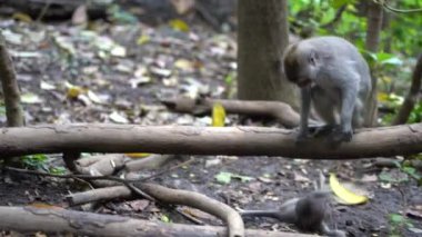Ubud, Bali, Endonezya 'daki kutsal maymun ormanlarında vahşi maymun ailesi. Maymun orman parkı seyahat yerleri ve Asya 'da maymunların vahşi yaşam ortamında yaşadığı turistik yerler.