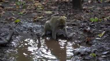 Ubud, Bali, Endonezya 'daki kutsal maymun ormanlarında vahşi maymun ailesi. Maymun orman parkı seyahat yerleri ve Asya 'da maymunların vahşi yaşam ortamında yaşadığı turistik yerler.