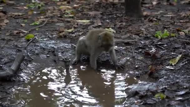 Wild Monkey Family Sacred Monkey Forest Ubud Island Bali Indonesia — Stock Video