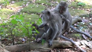 Ubud, Bali, Endonezya 'daki kutsal maymun ormanlarında vahşi maymun ailesi. Maymun orman parkı seyahat yerleri ve Asya 'da maymunların vahşi yaşam ortamında yaşadığı turistik yerler.