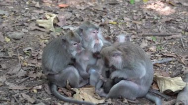 Ubud, Bali, Endonezya 'daki kutsal maymun ormanlarında vahşi maymun ailesi. Maymun orman parkı seyahat yerleri ve Asya 'da maymunların vahşi yaşam ortamında yaşadığı turistik yerler.