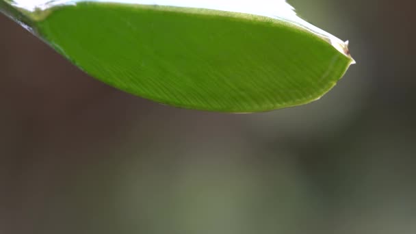 Hoja Aloe Vera Verde Con Jugo Claro Goteando Cerca Gota — Vídeo de stock