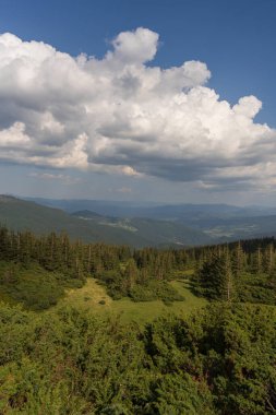Green forest with fir trees and a meadow near mountain village Dragobrat, Western Ukraine, Europe. Beautiful nature of the Carpathian mountains on a sunny day in summer. Aerial drone shot landscape