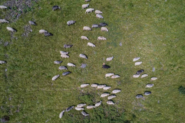 Large Herd Wild Sheep Rams Walking High Carpathians Mountain Slope — Zdjęcie stockowe