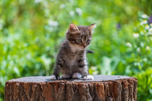 Cute kitten are waiting for the cat. Funny home pets. Close up domestic animal. Kitten at two month old of life on nature, outdoors