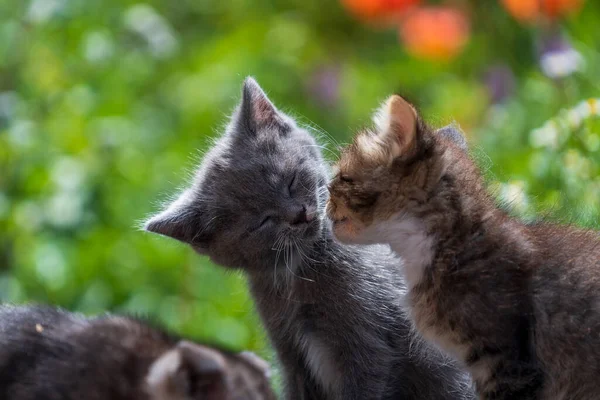 Little Kittens Garden Cute Funny Home Pets Close Domestic Animal — Foto de Stock
