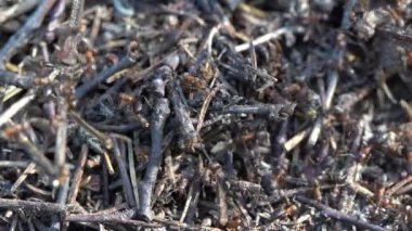 Ormanda büyük bir karınca yuvası. Yaz ormanlarında karınca kolonisi olan büyük bir karınca yuvası. Ormandaki karınca tepesinde karınca var. Yaklaş, makro.