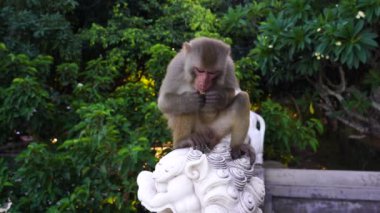 Vietnam, Danang 'daki Budist tapınağında taş bir ejderha heykelinin üzerinde oturan vahşi bir maymunun portresi. Kapat.