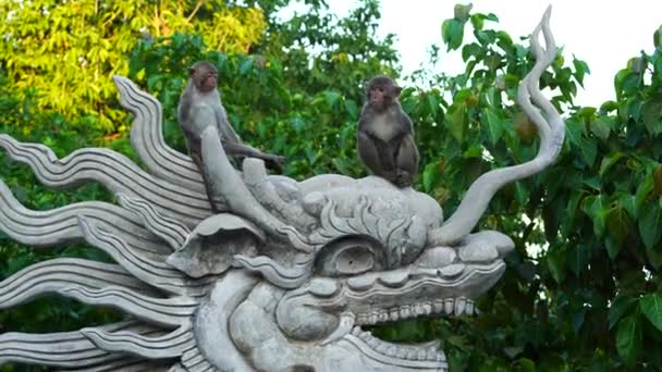 Portrait Singe Sauvage Assis Sur Une Sculpture Pierre Dragon Temple — Video