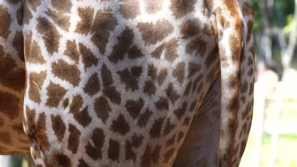 Staart Achterlijf Van Afrikaanse Giraf Van Dichtbij Wilde Afrikaanse Dieren — Stockvideo