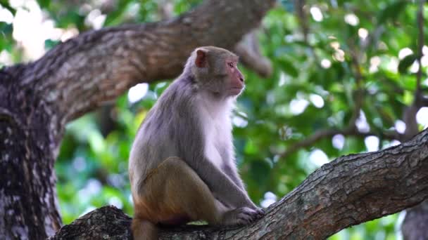 Famiglia Scimmie Selvatiche Nella Foresta Pluviale Vicino Alla Città Nang — Video Stock