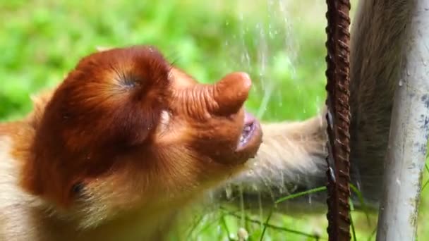 Wild Proboscis Monkey Nasalis Larvatus Rainforest Island Borneo Malaysia Close — Αρχείο Βίντεο