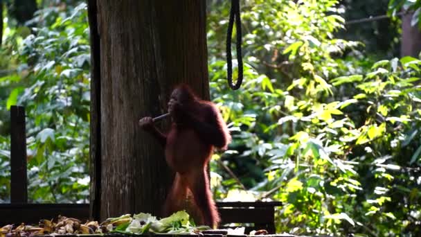 Orangotango Selvagem Floresta Tropical Ilha Bornéu Malásia Perto Macaco Orangotango — Vídeo de Stock