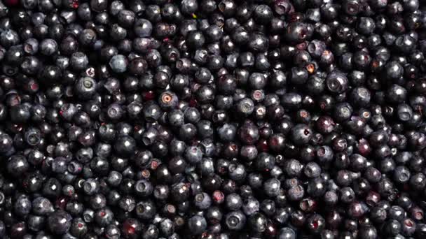 表面覆盖着一层野生的森林蓝莓 夏季森林浆果 — 图库视频影像
