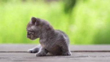Yeni doğmuş küçük gri kedi yavrusu kediyi bekliyor. Şirin, komik ev hayvanları. Evcil hayvanı kapatın. Yavru kedi üç haftalık.
