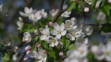 Mavi gökyüzüne karşı, bir elma ağacında, beyaz ve pembe çiçek tomurcukları açar. Meyve bahçesinde çiçek açan ağaç. Çiçek açan dal, bahar zamanı ağaçta rüzgarda sallanıyor. 