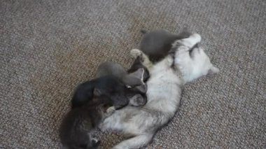 Anne kedi yavrularının yanında. Hayatının bir ayında annesiyle birlikte yeni doğmuş yavru kediler. Evcil hayvanı kapatın.