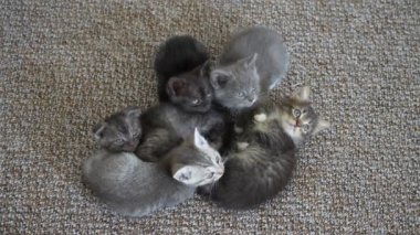 Five cute tabby kittens waiting for food. Little sweet cats siting on carpet covering floor, looking up, 4k. Kittens at 40 days old. Funny home pets. Close up domestic animal, indoors