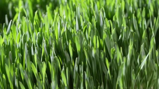 Fundo Grãos Trigo Germinados Verdes Close Gira Conceito Alimentação Saudável — Vídeo de Stock