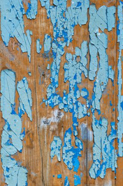 Texture of old wooden fence with blue peeling paint, abstract plank background, close up