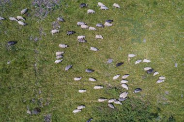 Large herd of wild sheep rams are walking along high Carpathians mountain slope in summer, Ukraine, Europe. Concept of nature and environment