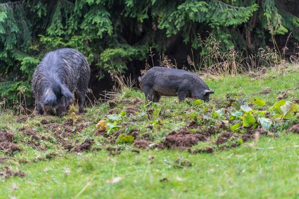 Group Wild Black Boars Children Mountain Forest Carpathians Summer Ukraine — Photo