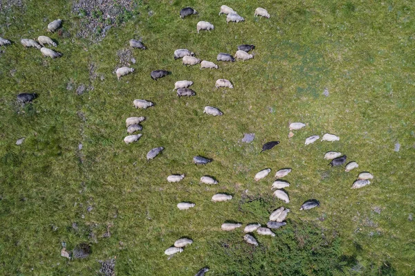 Large Herd Wild Sheep Rams Walking High Carpathians Mountain Slope — 스톡 사진
