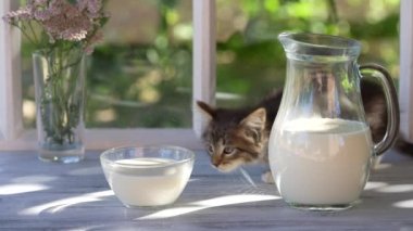 Küçük gri kedi yavrusu, bir yaz günü bahçenin yanındaki pencerenin kenarındaki cam kasede süt yiyor. Evcil hayvanı kapatın. Yavru kedi iki aylık.