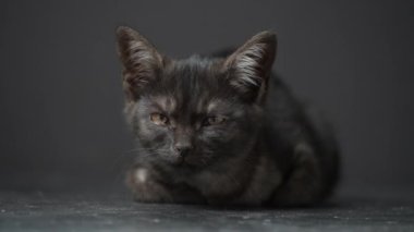 Little black kitten on a black background. Kitten at three month old of life, indoors . Cute funny home pets. Close up domestic animal
