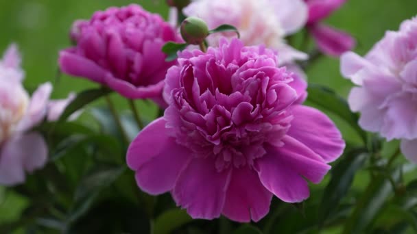 Schöner Blumenstrauß Rosa Pfingstrosen Garten Ukraine Bunte Pfingstrosen Wiegen Sich — Stockvideo