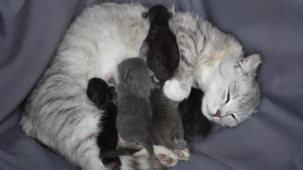 Mama Kat Naast Kittens Kleine Pasgeboren Kittens Met Gesloten Ogen — Stockvideo