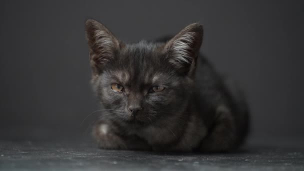 Little Black Kitten Black Background Kitten Three Month Old Life — Wideo stockowe