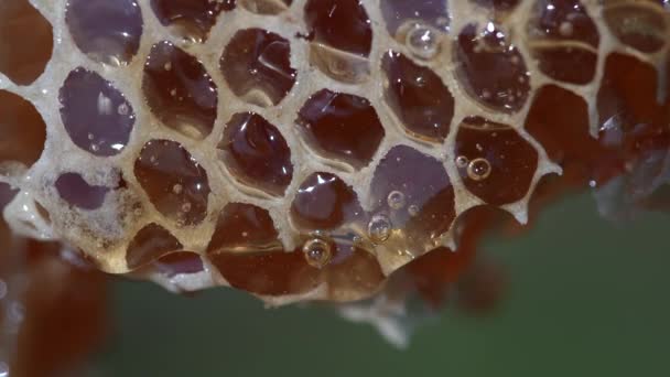 Honey Dripping Honey Comb Nature Background Close Thick Honey Dripping — Stok video